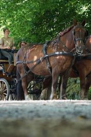 🌲🐎 La balade en calèche ➡ Vivez une expérience d’antan au Treuscoat ✨
www.domaine-treuscoat.fr/baleche-caleche.php/ 
--
Avec Izia, notre magnifique cheval de...