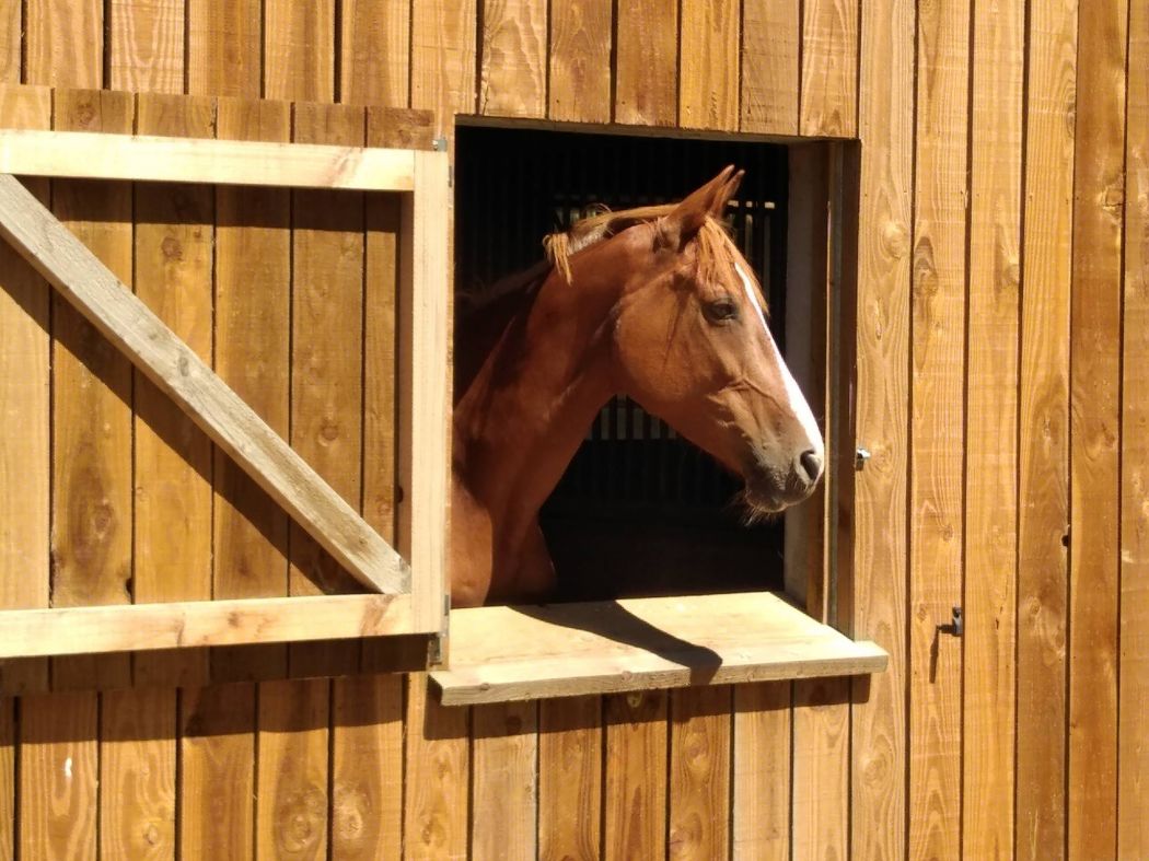 Cheval en pension dans son box Cheval en pension dans son box
