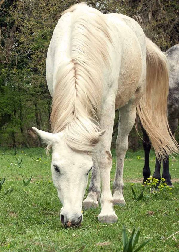 Pension de chevaux près de Morlaix dans le Finistère Pension de chevaux près de Morlaix dans le Finistère